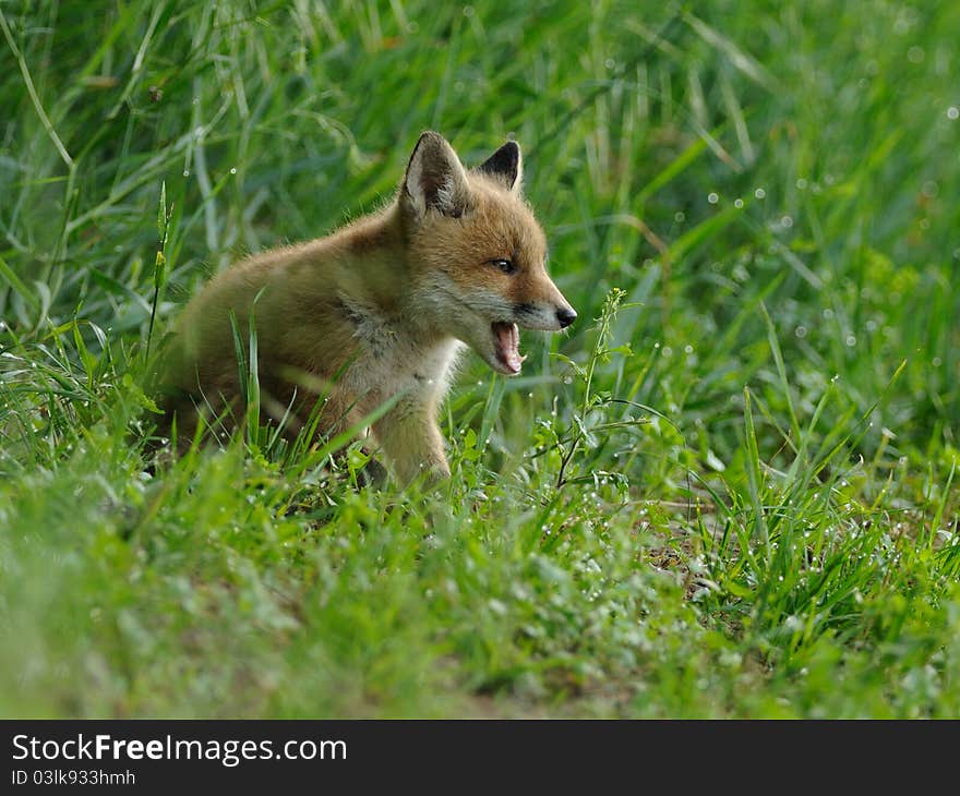 Screaming Fox