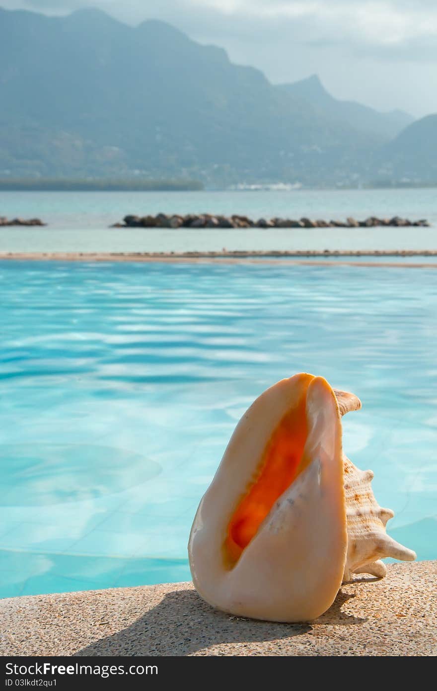 Shell By Swimming Pool Side