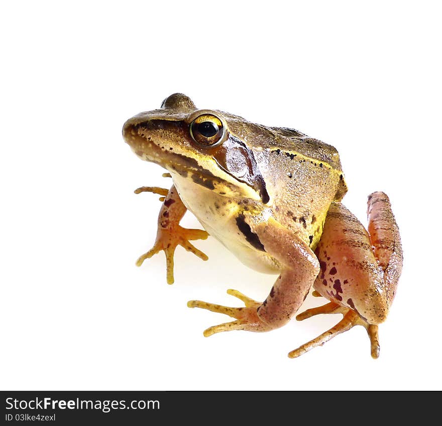 Frog isolated on white background. Frog isolated on white background