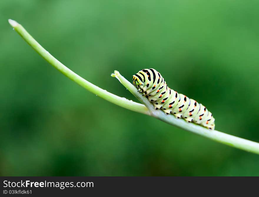 Caterpillar on a branch