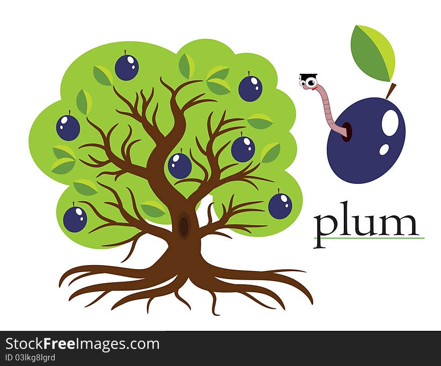 Plum   tree