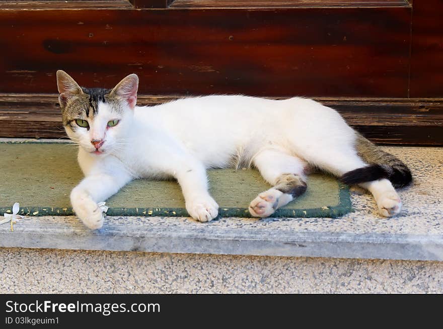 White cat sits on stairs