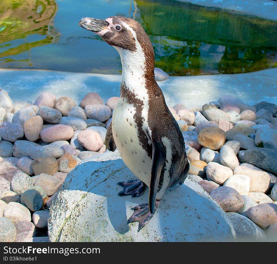 Humboldt’s Penguin