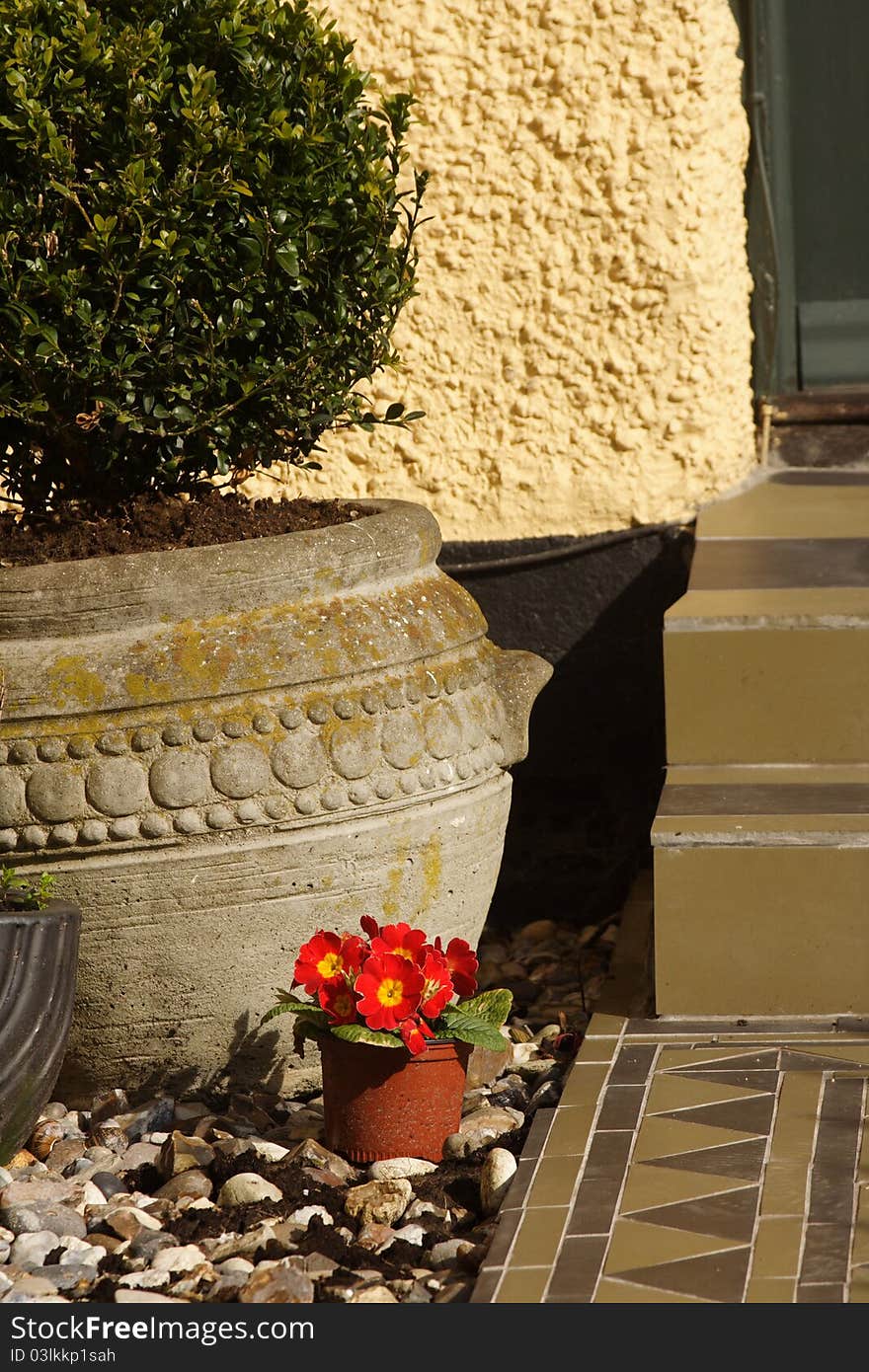 Primroses set out for planting at a textured nuetral doorstep in Bishop's Stortford, England. Primroses set out for planting at a textured nuetral doorstep in Bishop's Stortford, England