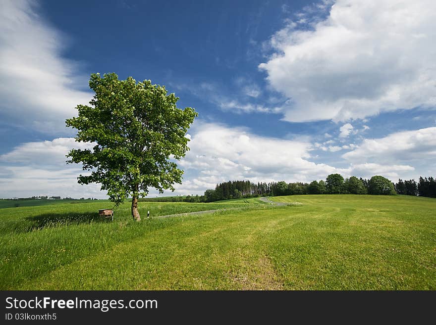 A lonely standing tree in the field, forest at the background. A lonely standing tree in the field, forest at the background.