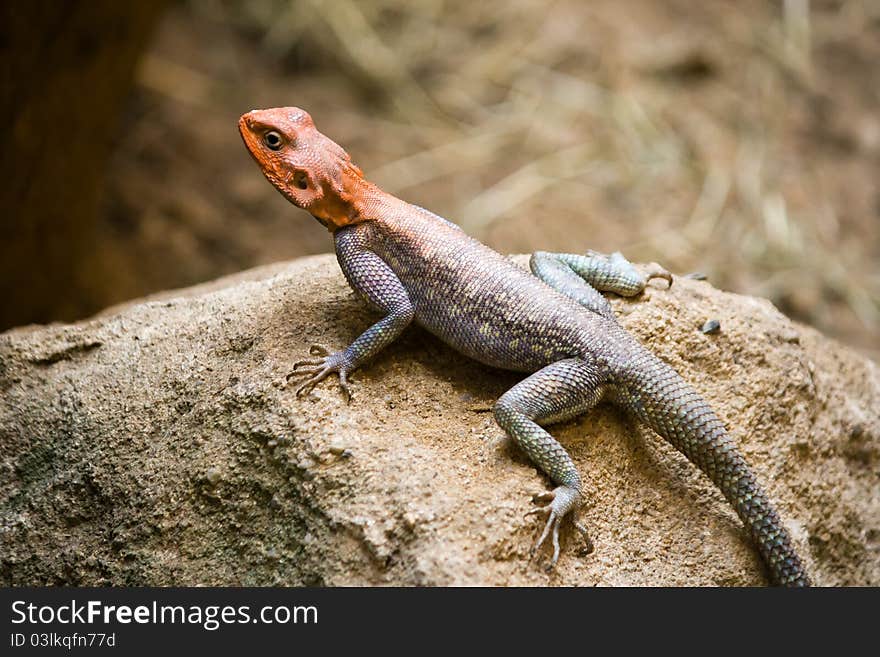 Detail of male red-headed agama on the sandstone