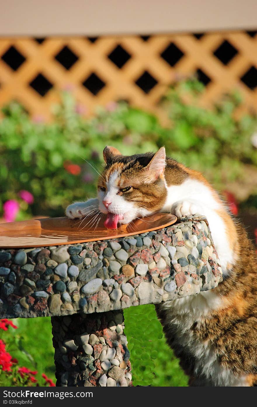 Family cat drinking from the birdbath, her favorite watering hole. Family cat drinking from the birdbath, her favorite watering hole.