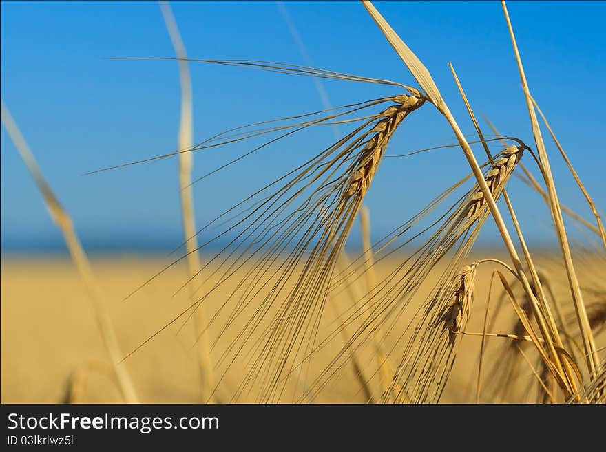 Ears Of Wheat Against The Sky