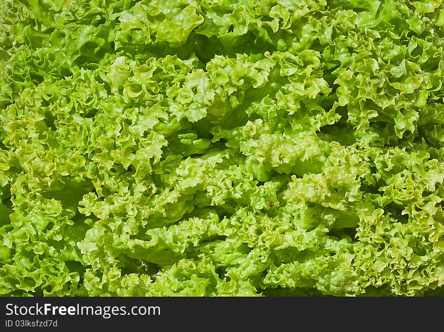 Healthy Food, Background. Lettuce