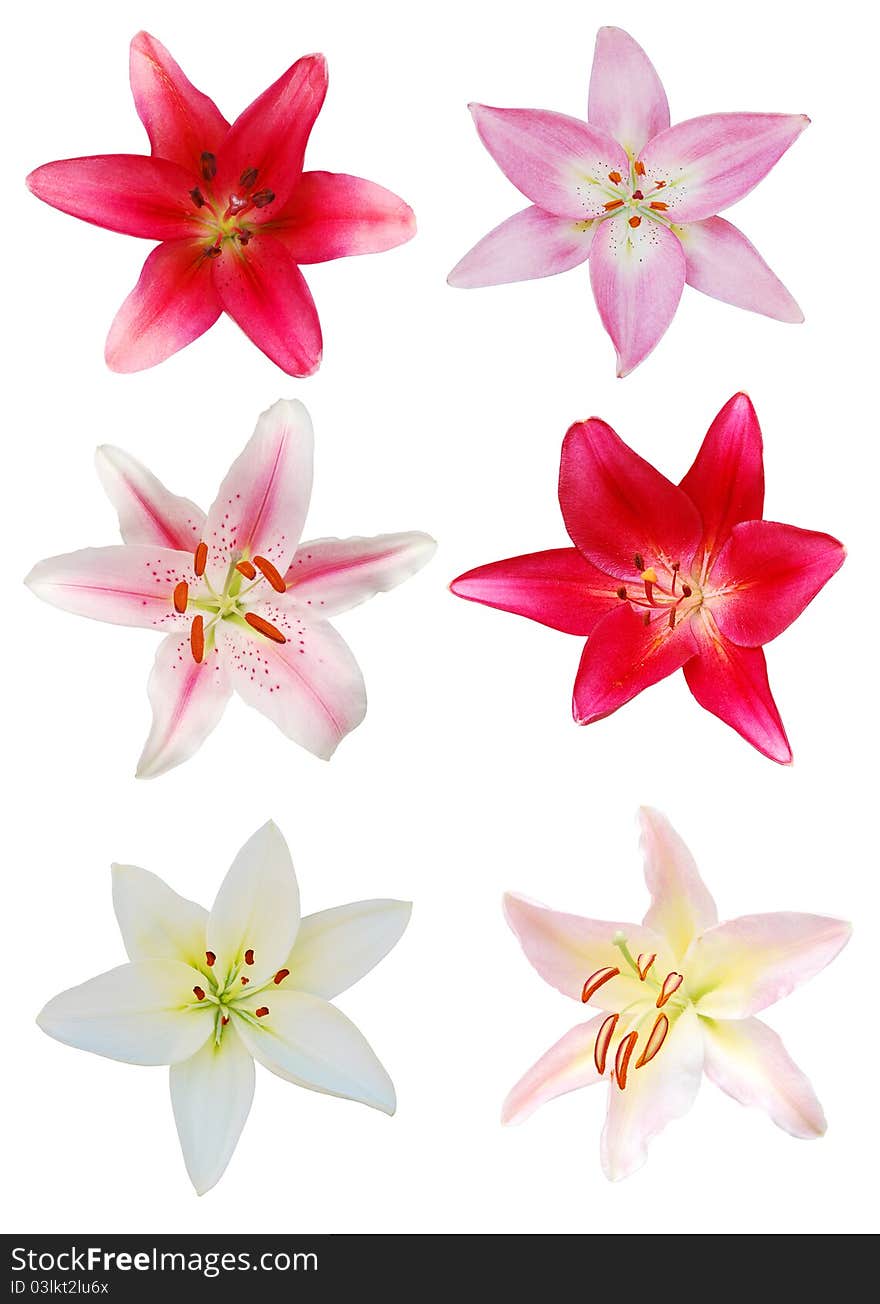 The lily bloomings on white collection. The lily bloomings on white collection