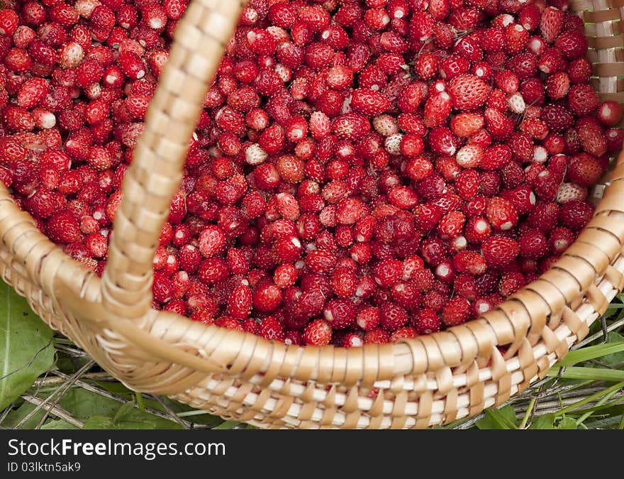 Wild strawberry in a basket. Wild strawberry in a basket