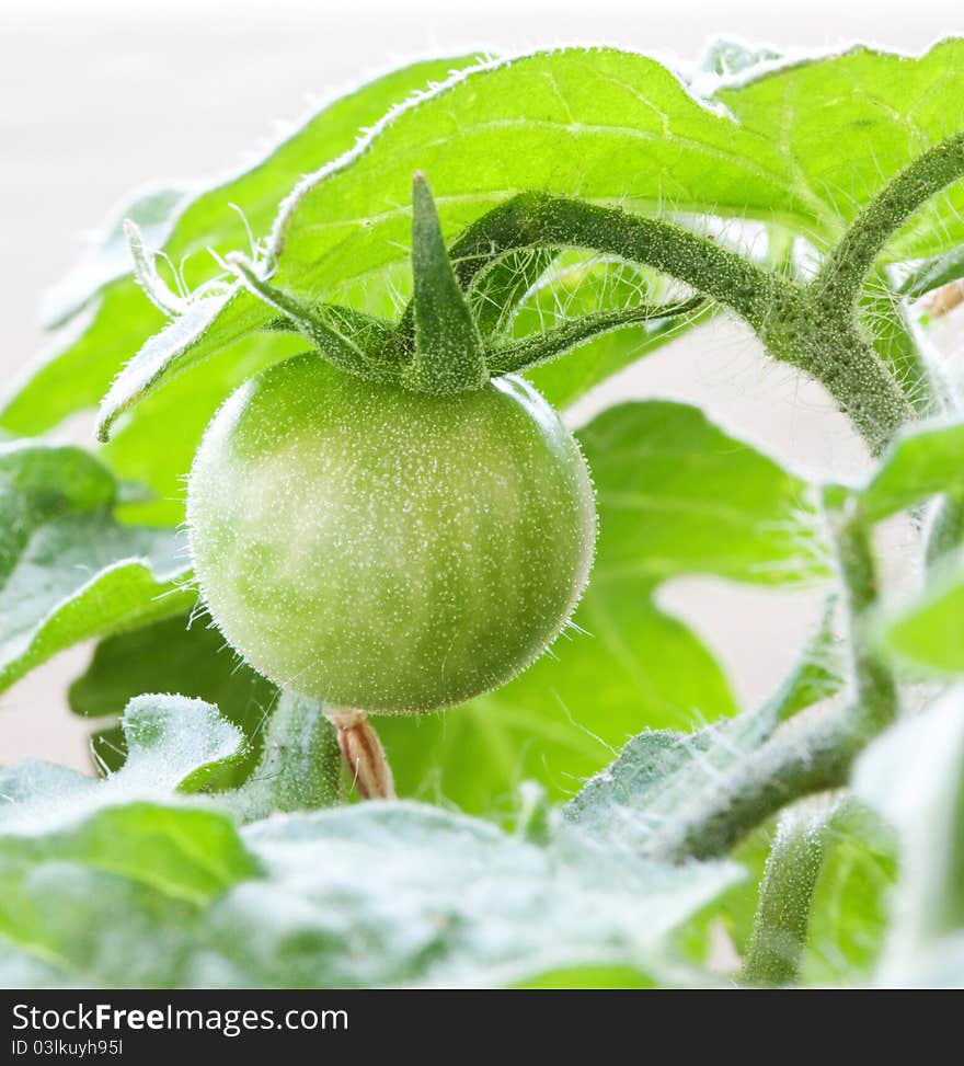 Ripening green tomato on a sprout close up. Ripening green tomato on a sprout close up.