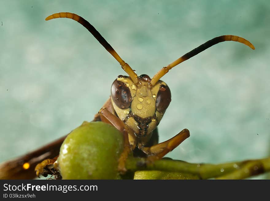 Extreme macro wasp.