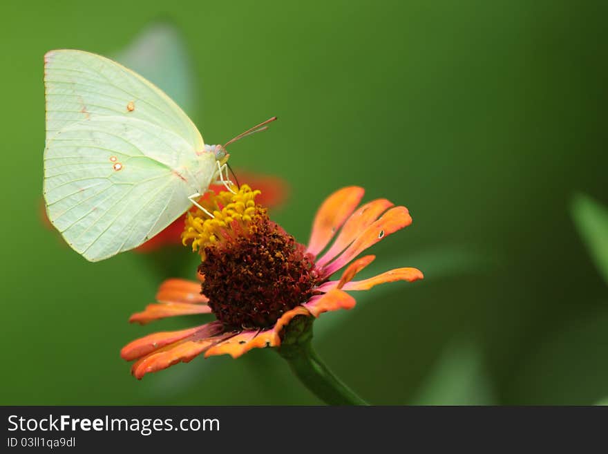 Butterfly And  Chrysanthemum Flower