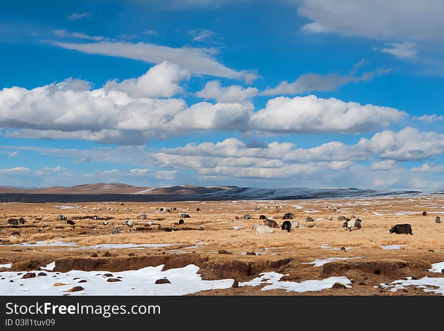 Flock of sheeps