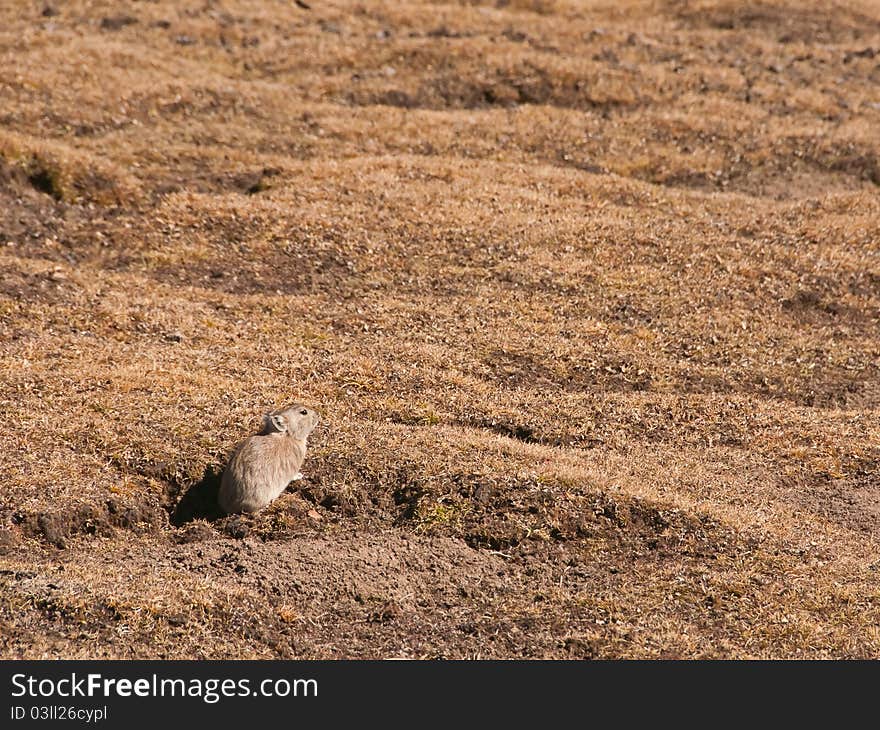 Woodchucks