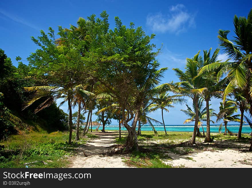 Blowing Beach Palms