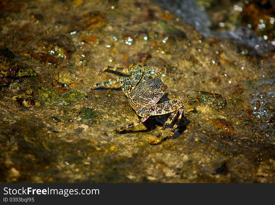 A camoflaged crab scampers across a seaside rock. A camoflaged crab scampers across a seaside rock.