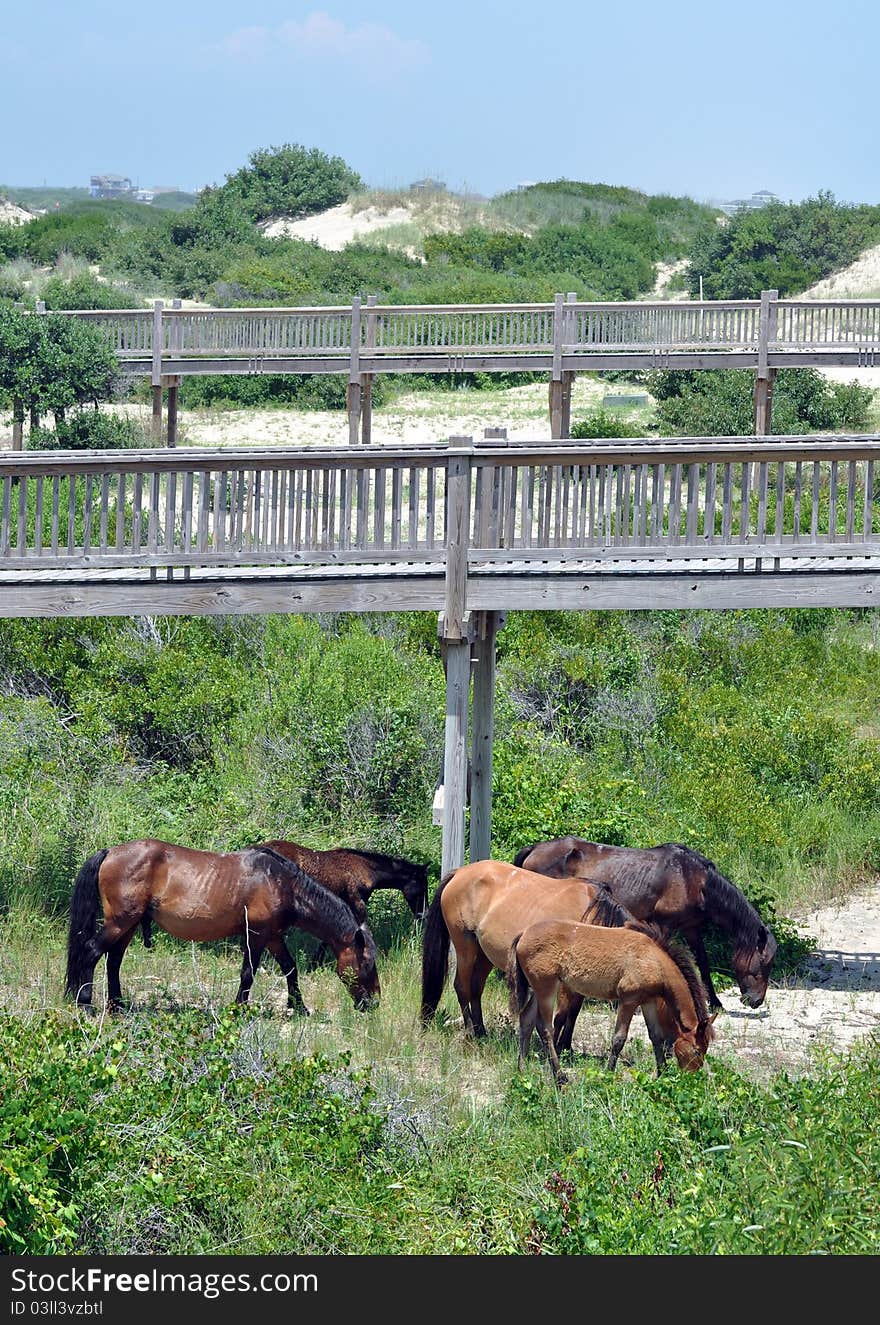 Family of wild horses grazing on beach under boardwalk, outer banks of North Carolina. Family of wild horses grazing on beach under boardwalk, outer banks of North Carolina
