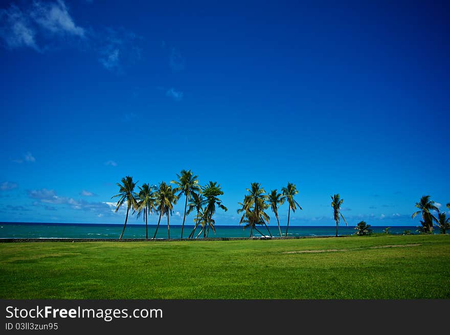 Palms line the windward coast of St. Vincent. Palms line the windward coast of St. Vincent.