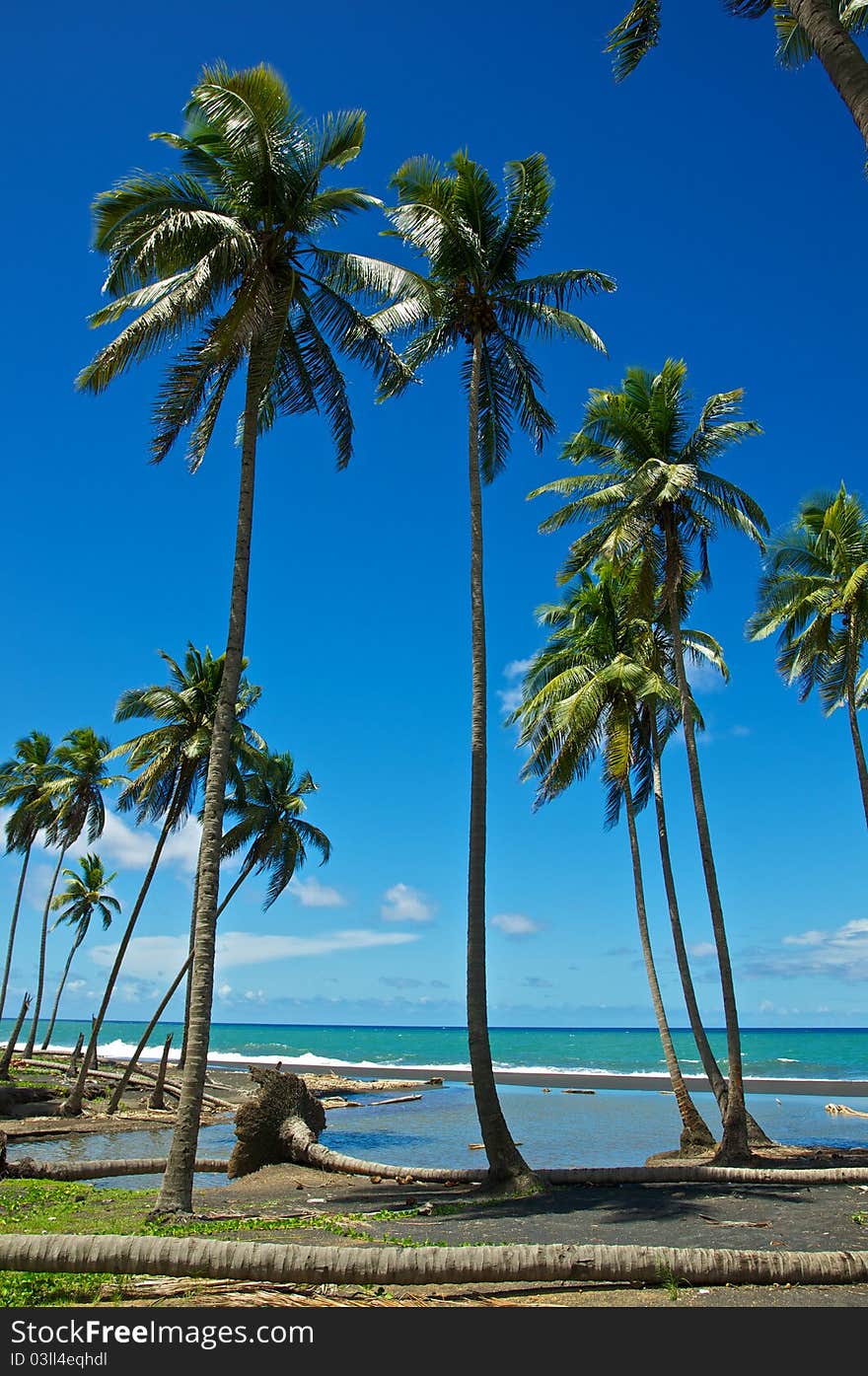 A cluster of tall palm trees stand above the shore on a summer afternoon. A cluster of tall palm trees stand above the shore on a summer afternoon.