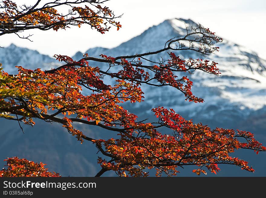 Highlight the mountains silhouetted against the branches of beech leaves are red-yellow autumn in Patagonia, Argentina, in the Parque Nacional Los Glaciares. Highlight the mountains silhouetted against the branches of beech leaves are red-yellow autumn in Patagonia, Argentina, in the Parque Nacional Los Glaciares.