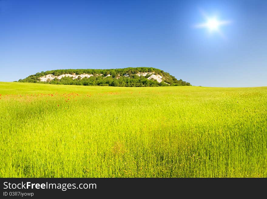 Green meadow on the sunset. Composition of nature.