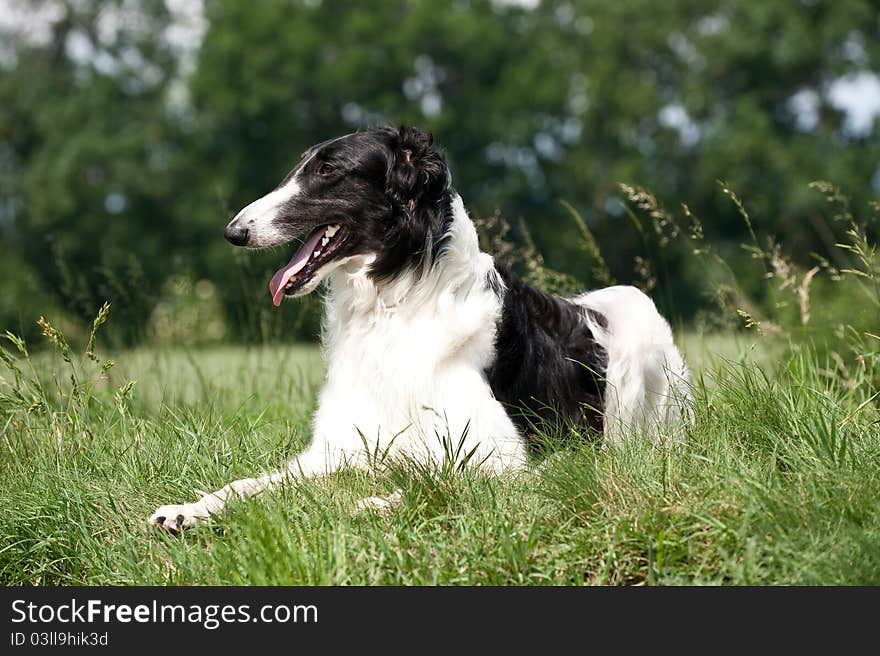 Russian black and white borzoi lying in the grass. Russian black and white borzoi lying in the grass