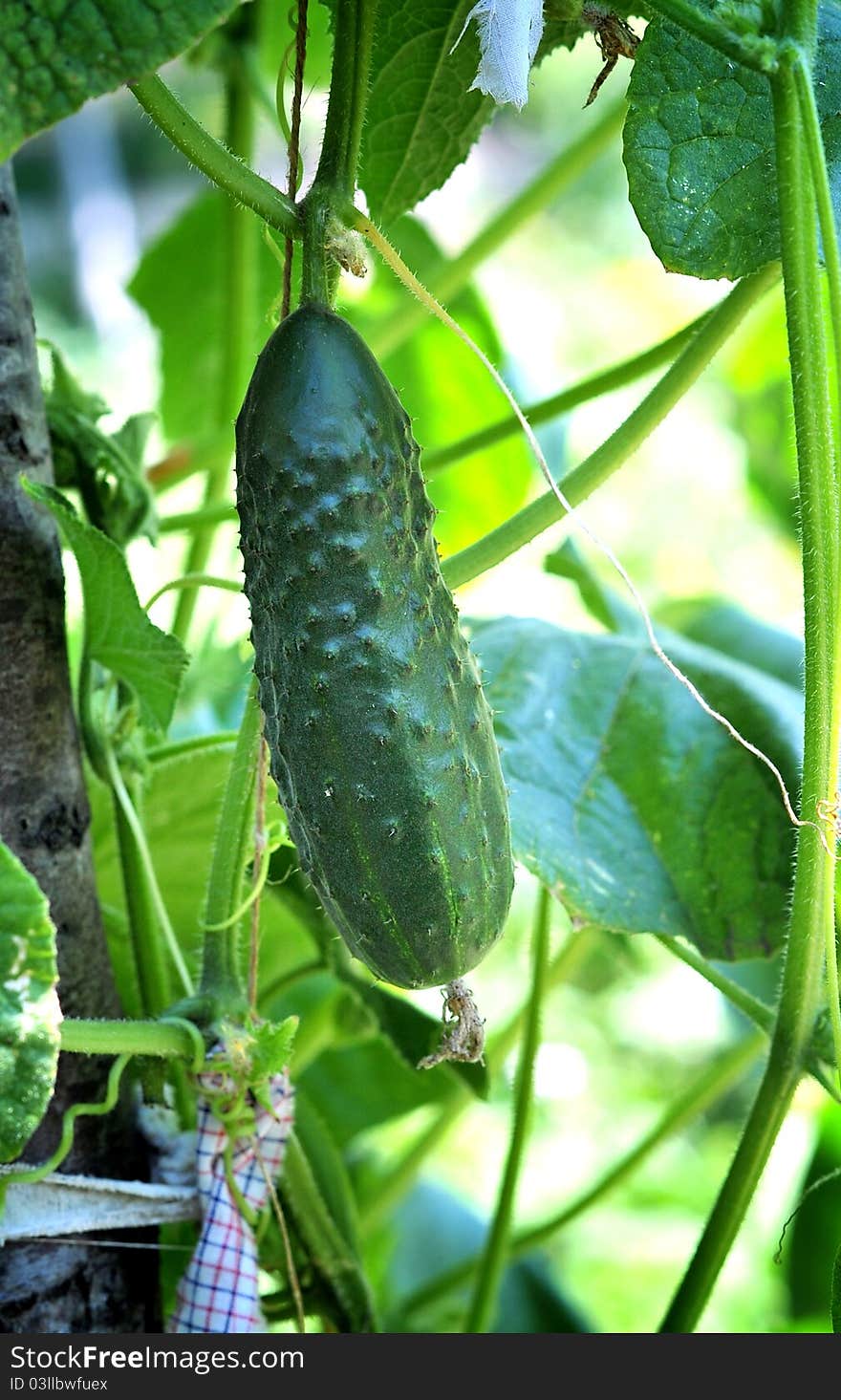 Cucumber Plant