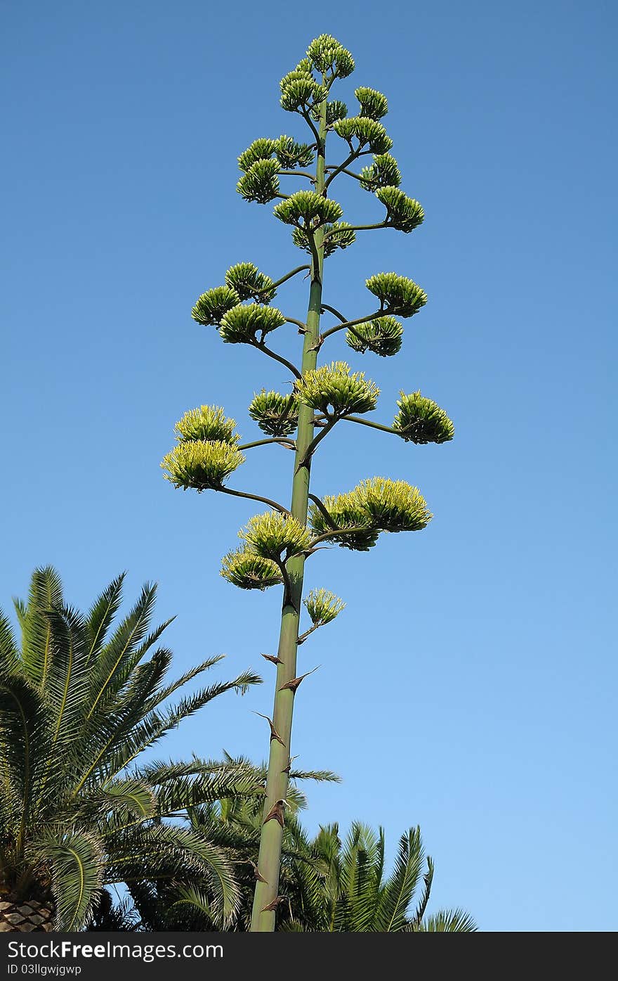 Image of a typical tree of the Mediterranean coasts, the maguey