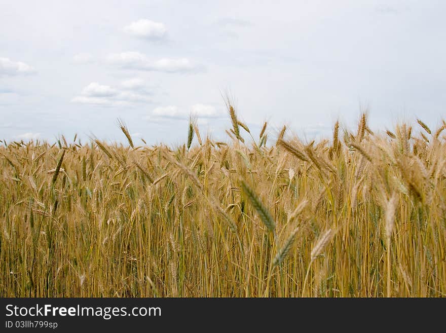 Landscape With Golden Wheat Field