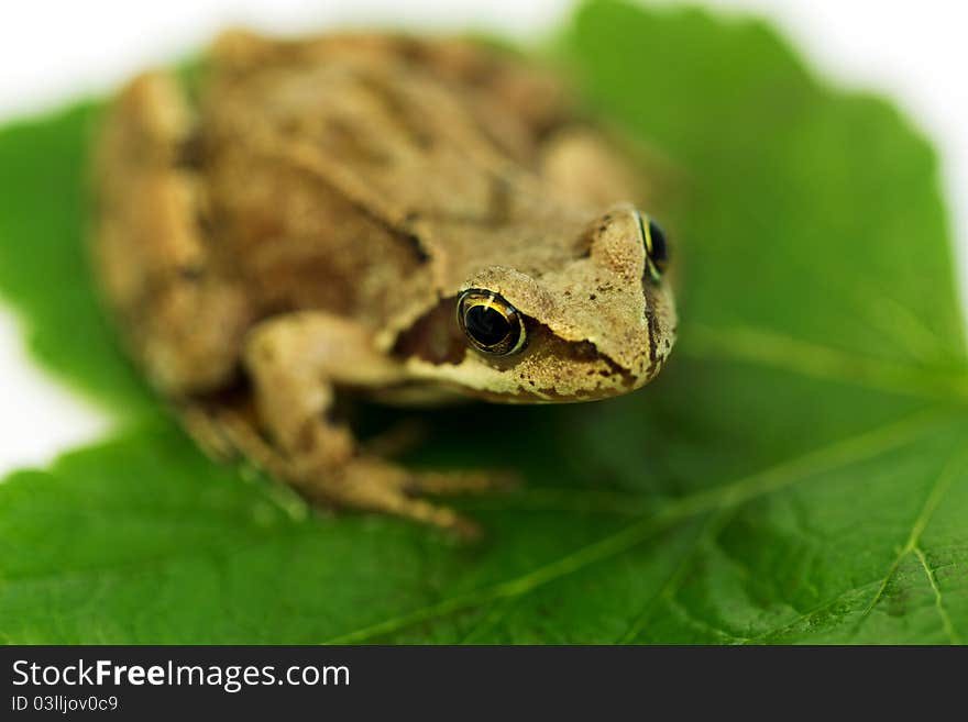 Brown frog on green leaf