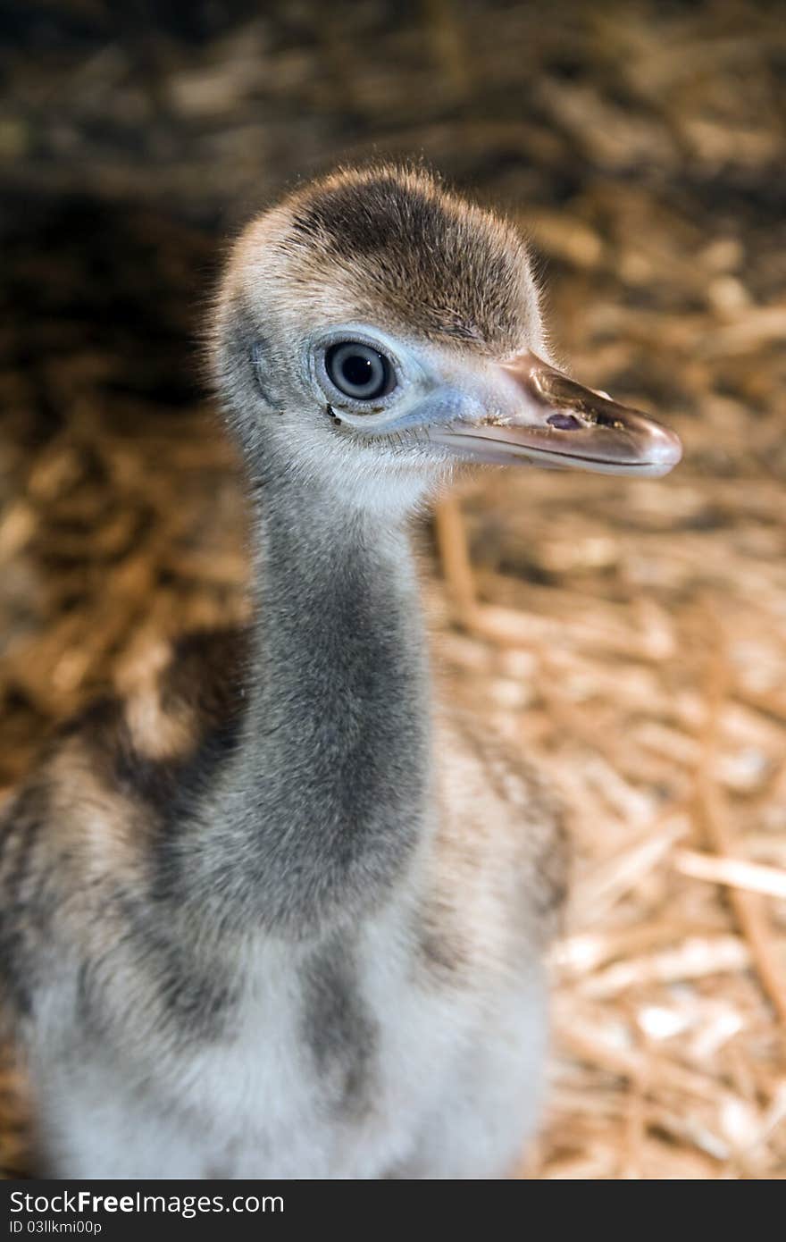 Greater Rhea (Rhea Americana) Chick