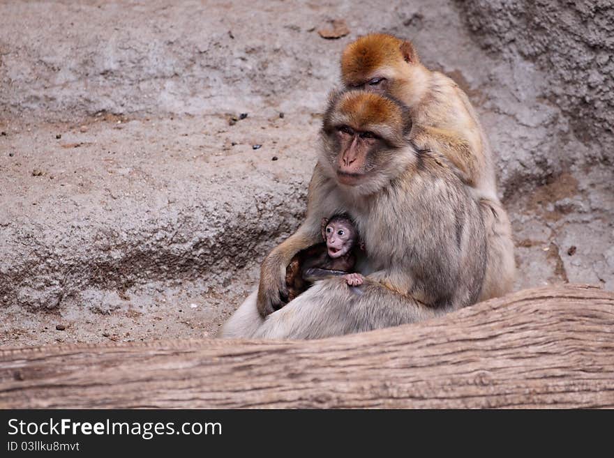 The barbary macaque family consisting of the adult male and male apes and their juvenile.