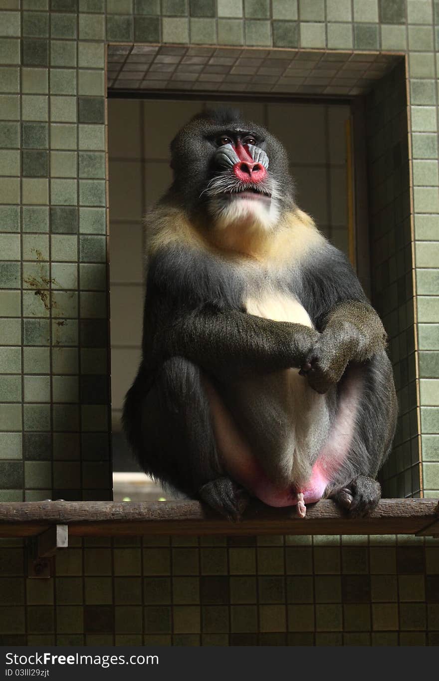 The mandrill sitting in the opening in zoo.