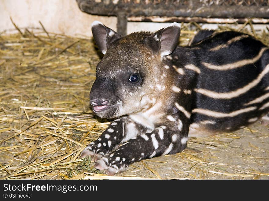 Lowland tapir (Tapirus terrestris) baby