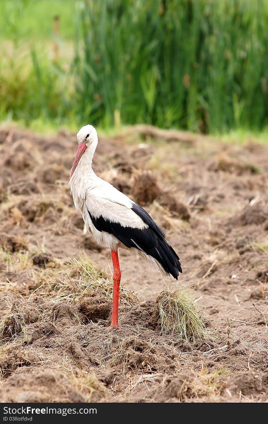 Stork