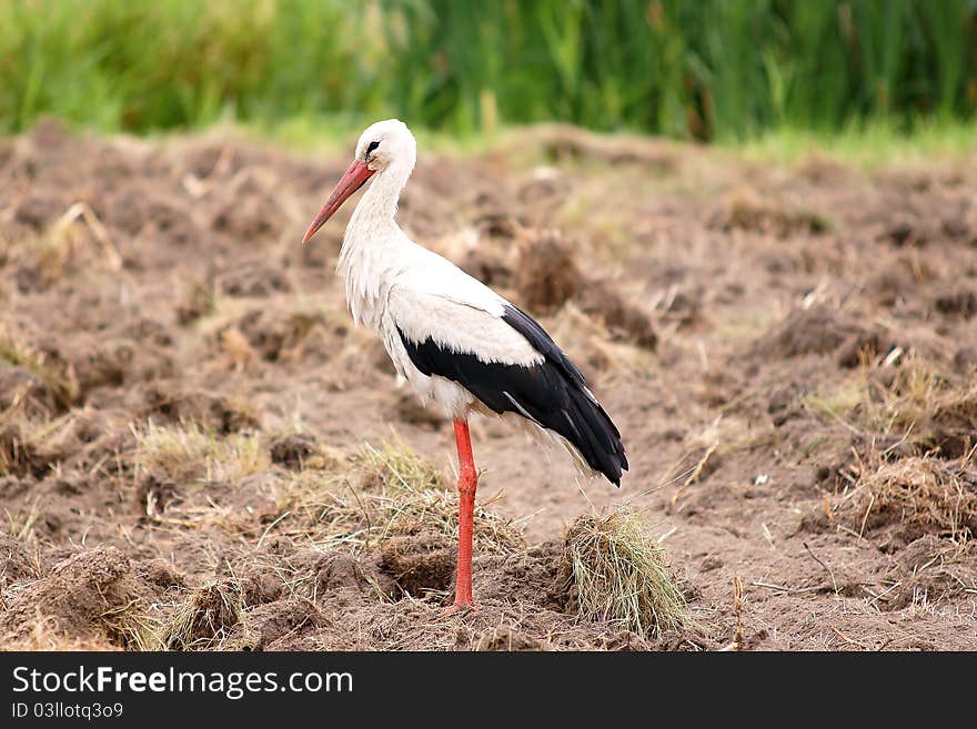 Stork