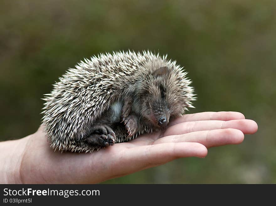 Hedgehog lying asleep in the human hand