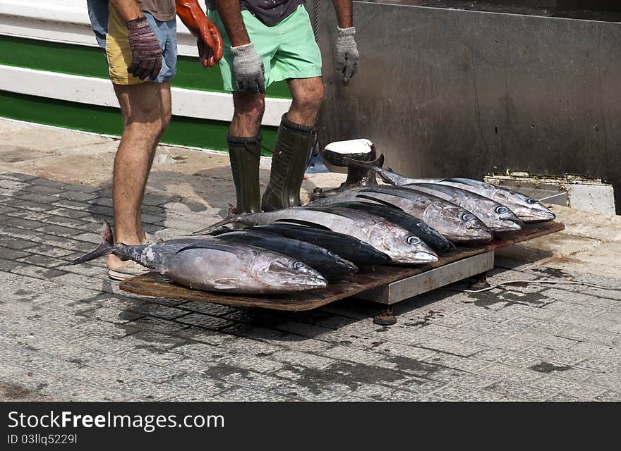 Fresh Tuna Fishes From A Fishing Boat