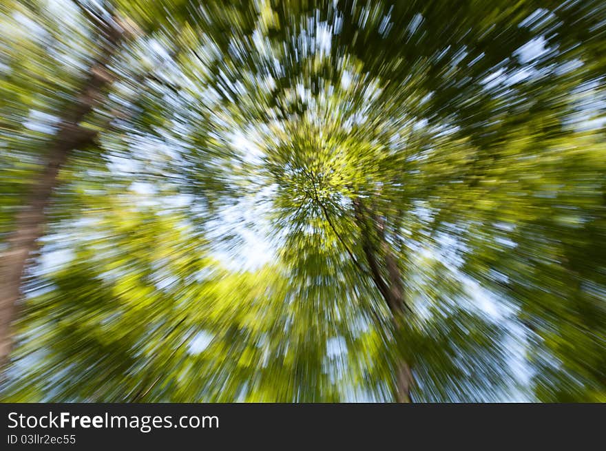 Trees from the bottom with an effect created with the camera zoom. Trees from the bottom with an effect created with the camera zoom