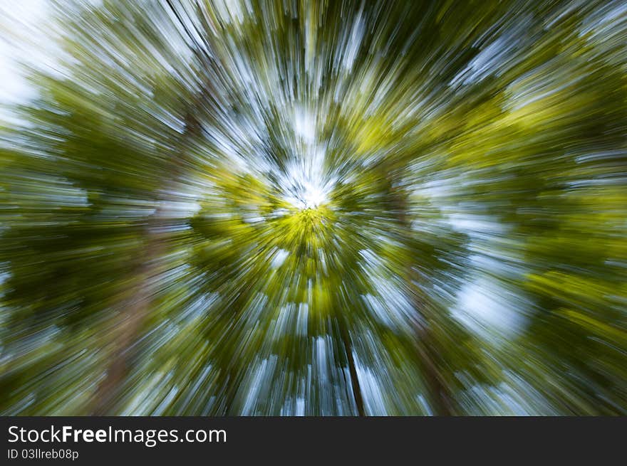 Trees from the bottom with an effect created with the camera zoom. Trees from the bottom with an effect created with the camera zoom