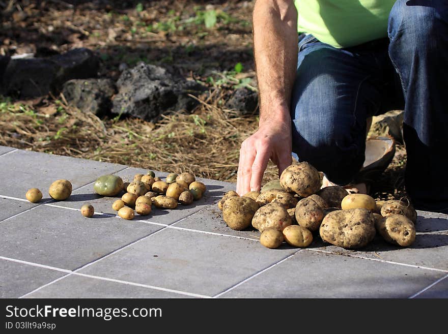 Potatoes