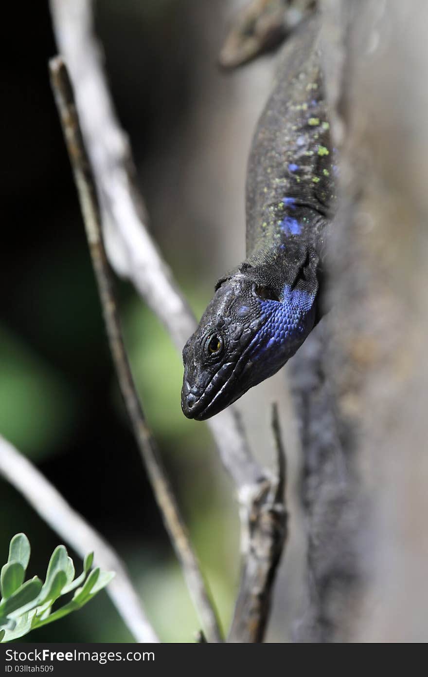 Canaria Lizard