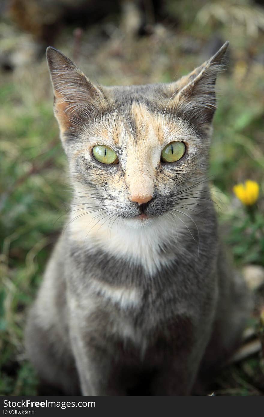 Green Eyes Cat