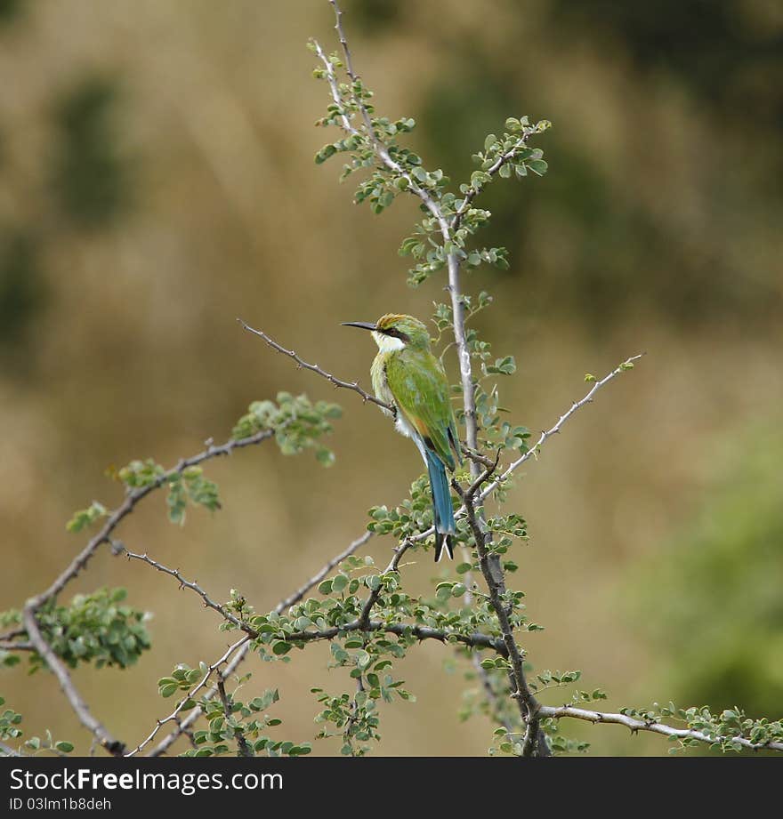 Swallow-Tailed Bee-Eater, common resident in South Africa