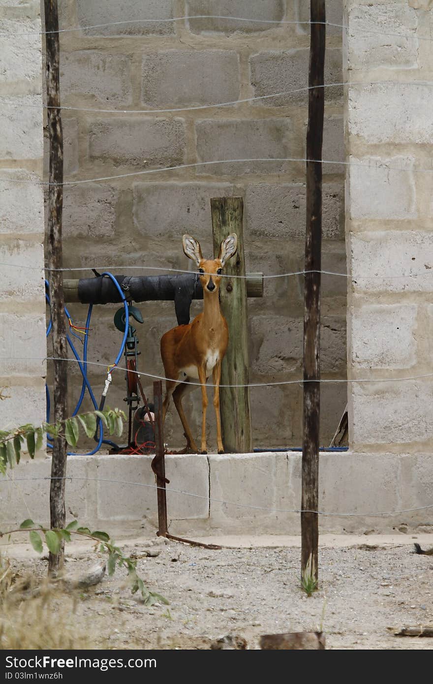 Shady Female Steenbok in water pump house. Shady Female Steenbok in water pump house