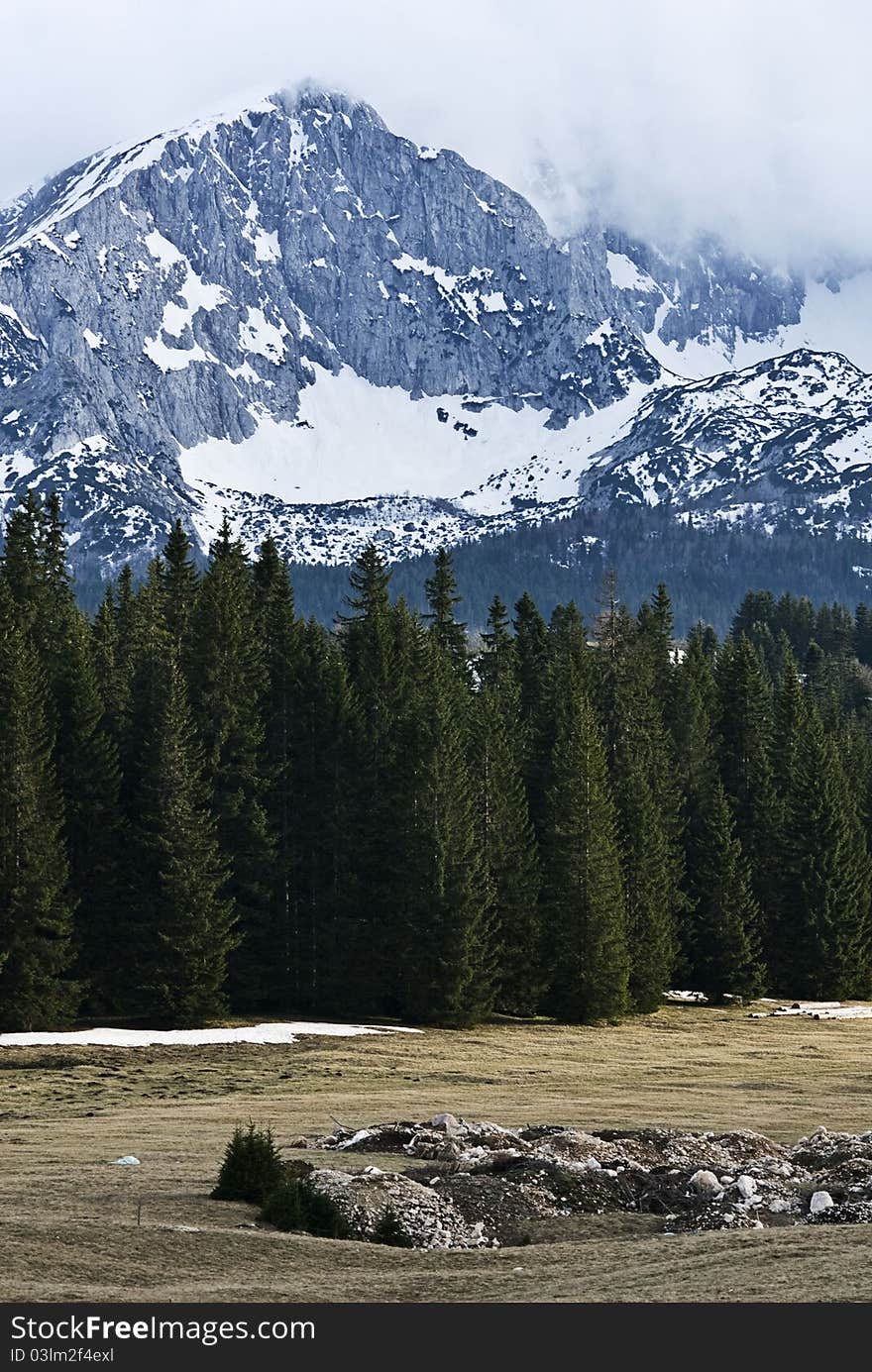 Forest And Mountain