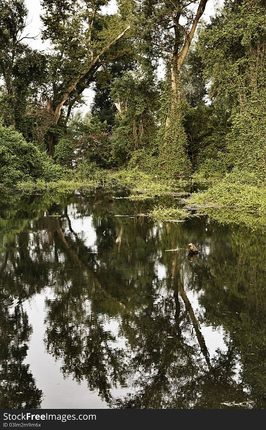 Reflection of trees in puddle