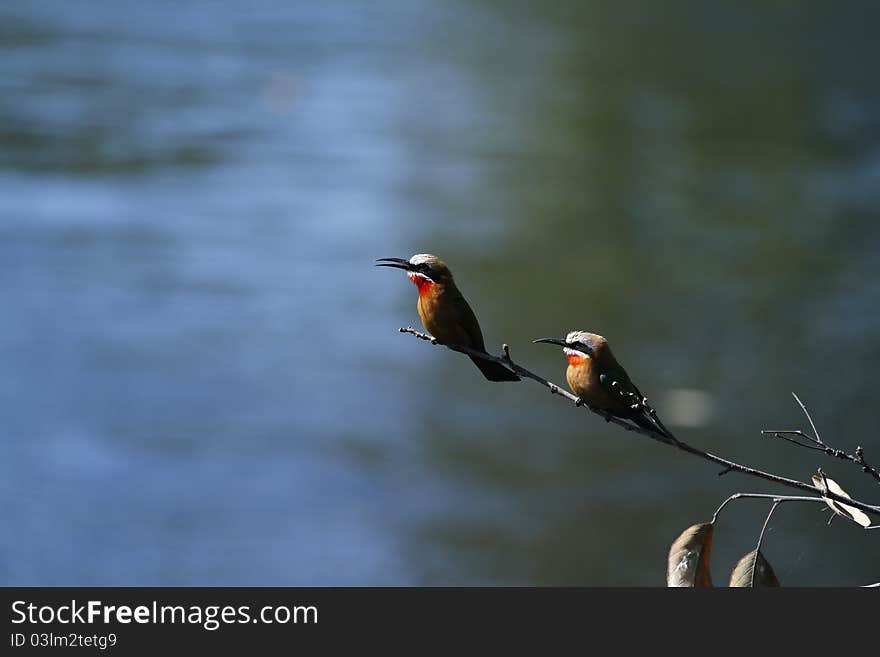 Pair of resident White-Fronted Bee-Eaters on the Okovango Delta